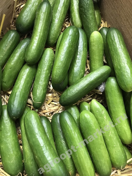 ЛАРИНО F1 семена огурца (Rijk Zwaan | Alexagro) – фото 4
