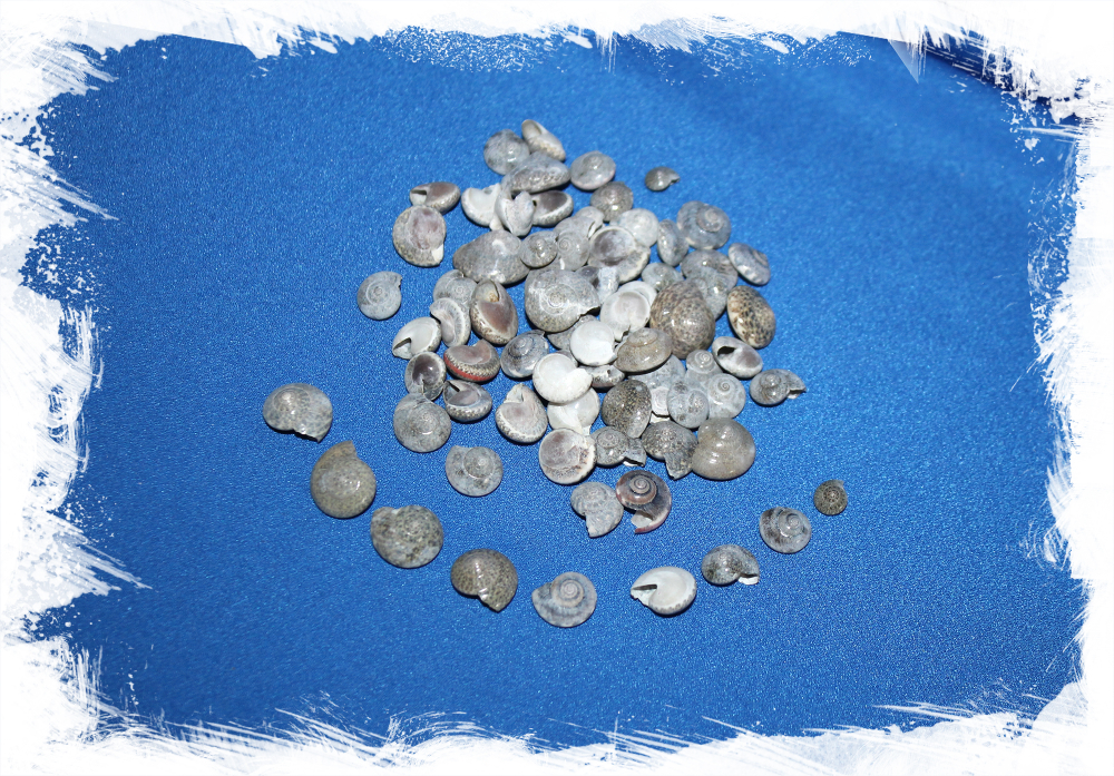 Маленькие спиральные ракушки