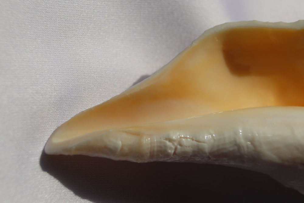 Бусикон перверсум (Sinistrofulgur perversum), 1шт, 15-17см