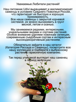 Мюленбекия воздушная ампельная