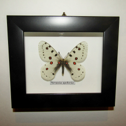 Бабочка Parnassius apollonius в рамке