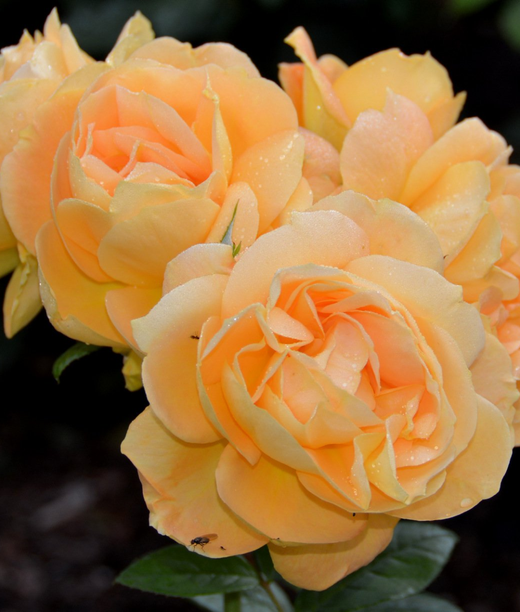 Роза Хензештад Росток С7 Закупка М57 июнь 2026