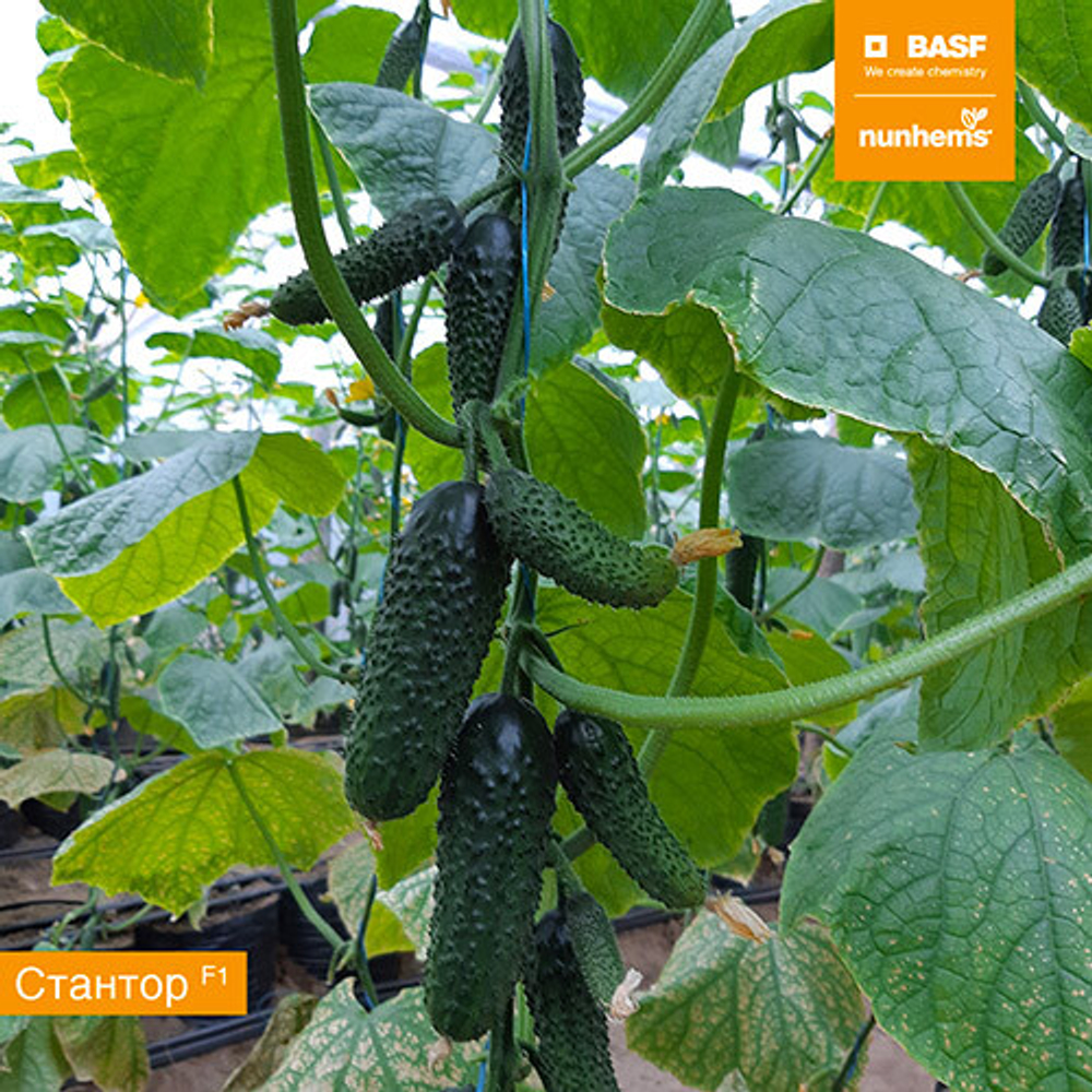 Семена огурца Стантор F1, Nunhems, 7 шт.