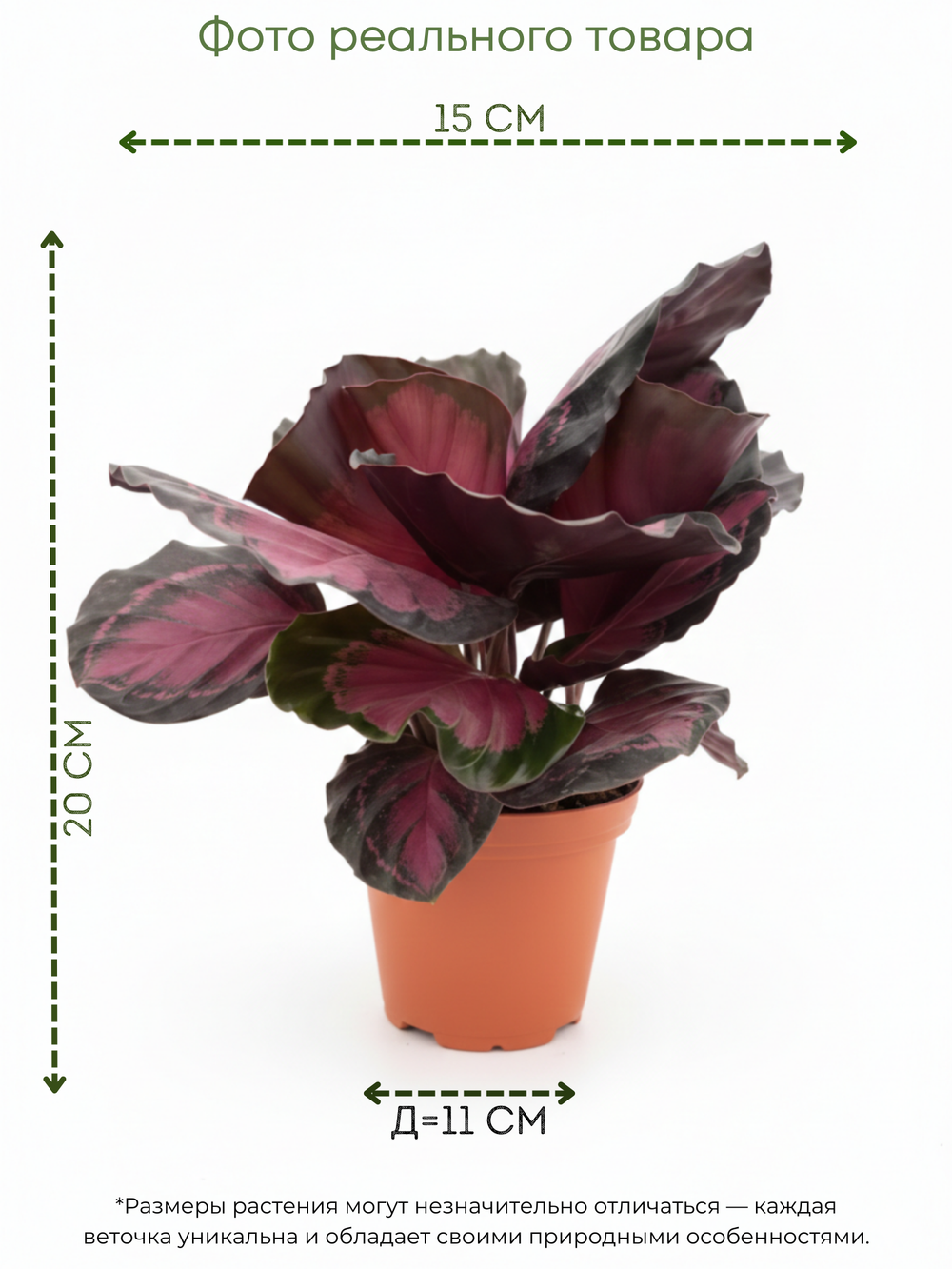 Калатея Lucky Goddess д.11