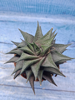 Haworthia Limifolia Spiralis (Хавортия)