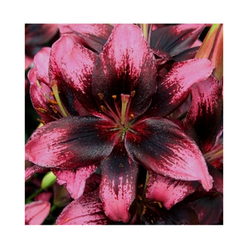 Лилия Тайни Поэмс Генетически Низкорослая До 45 См