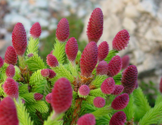 Ель обыкновенная Пуш Р9 10-15см Закупка М62 апрель-май 2026