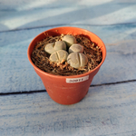 Lithops sp. (Литопсы)