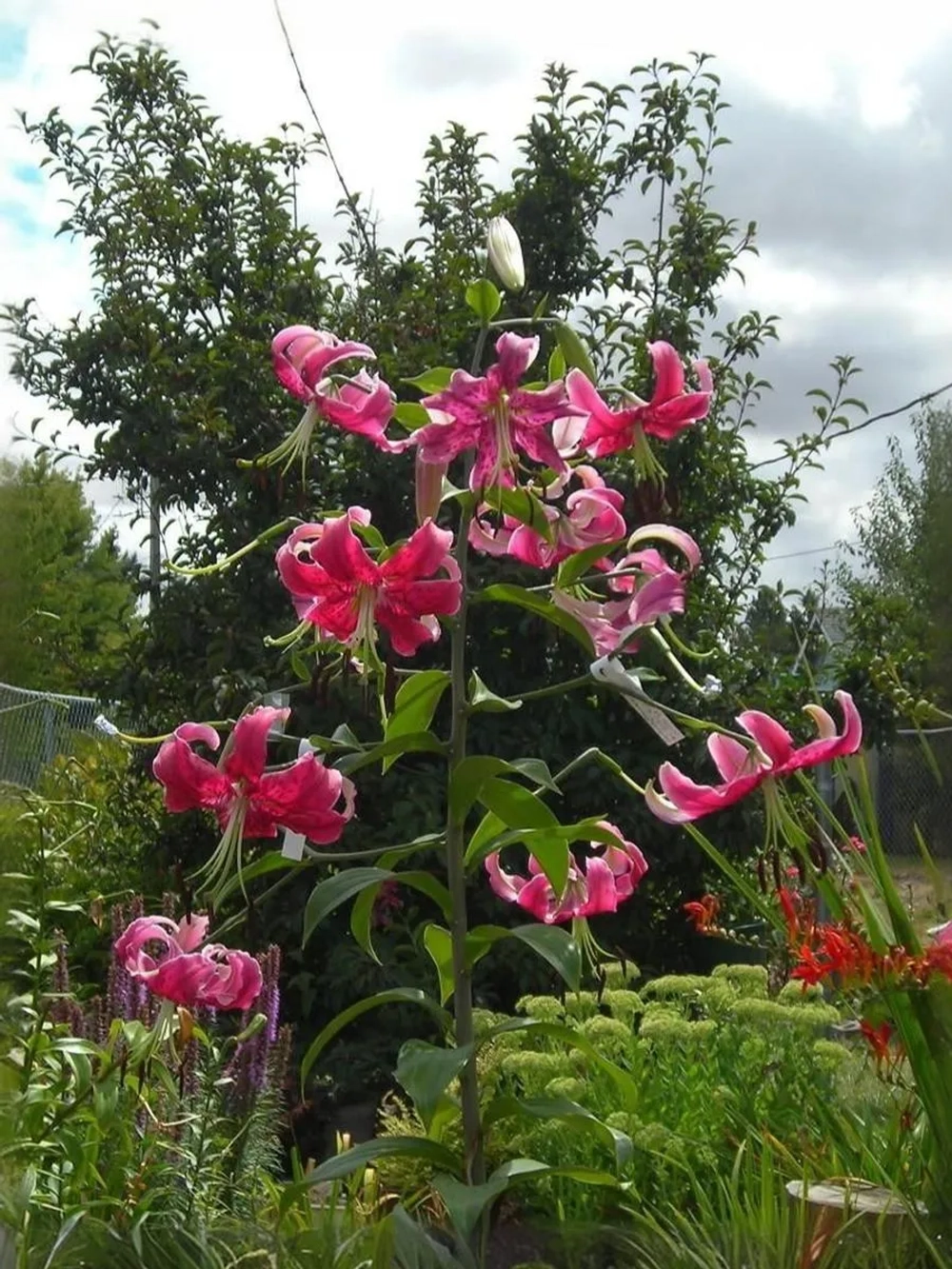 Лилия Мисс Фея (ОТ- гибрид)