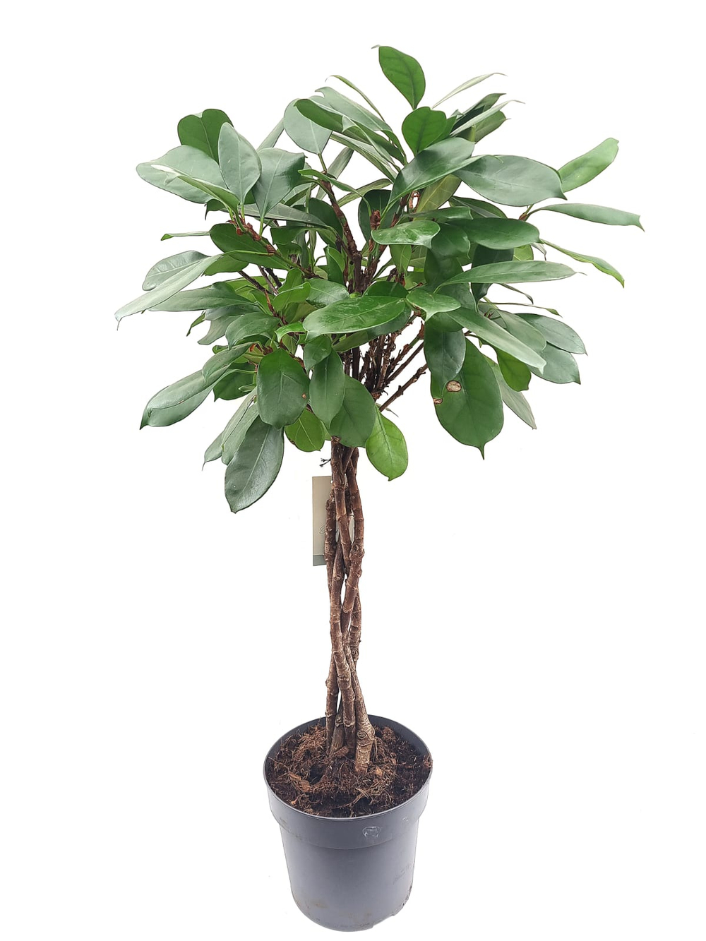 Фикус "Циатистипула" коса