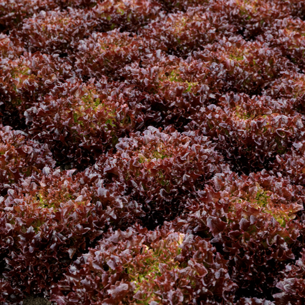 Продиджио семена салата кочанно-маслянистого (Syngenta / Сингента)