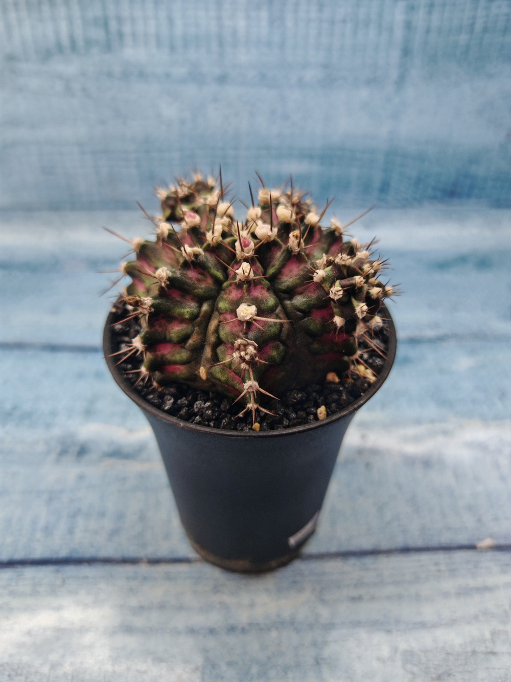 Gymnocalycium T-Rex Pink hybride (Гимнокалициум)