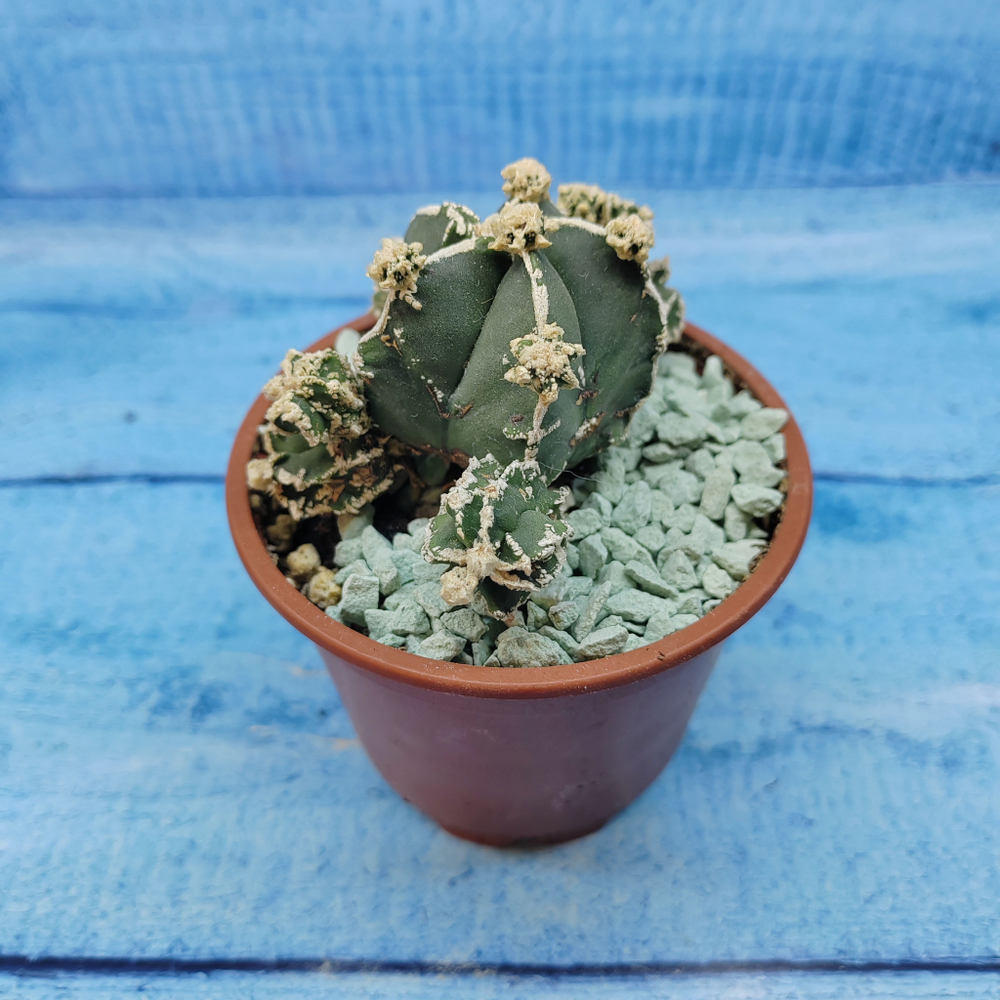 Astrophytum Myriostigma "Hakujo Fukuryu"  (Астрофитум)