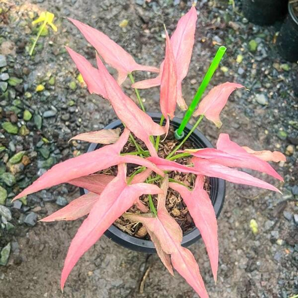 Сингониум BUNNY LONG