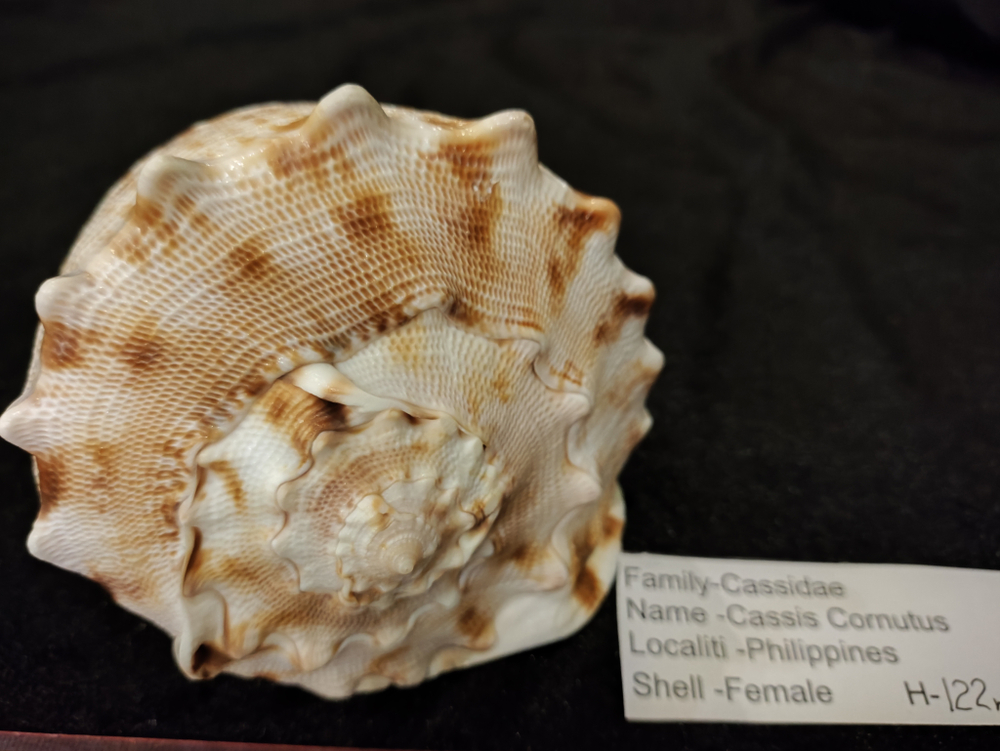 Кассис Корнута (100-200-215 мм)