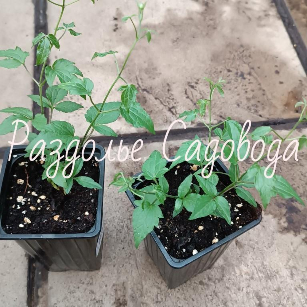 Клематис без сорта определения