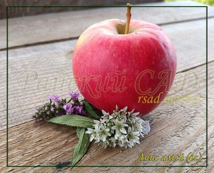 Яблоня Анис алый (Анис бархатный, Анис сафьянный, Анис красный)