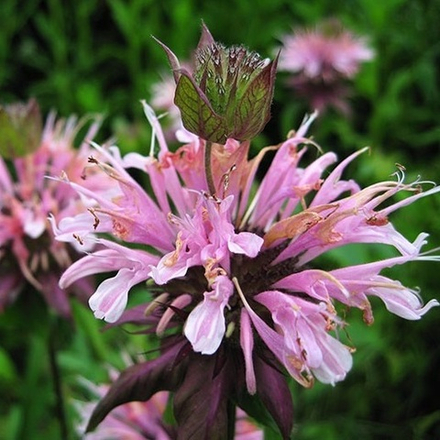 Монарда гибридная "Beauty of Cobham". Monarda hybride "Beauty of Cobham".