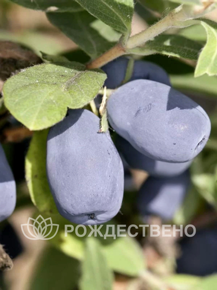 Жимолость Индиго Джем