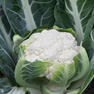 Гайдлайн F1 семена капусты цветной (Syngenta / Сингента)