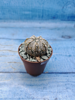 Astrophytum Asterias "Super Kabuto" (Астрофитум)