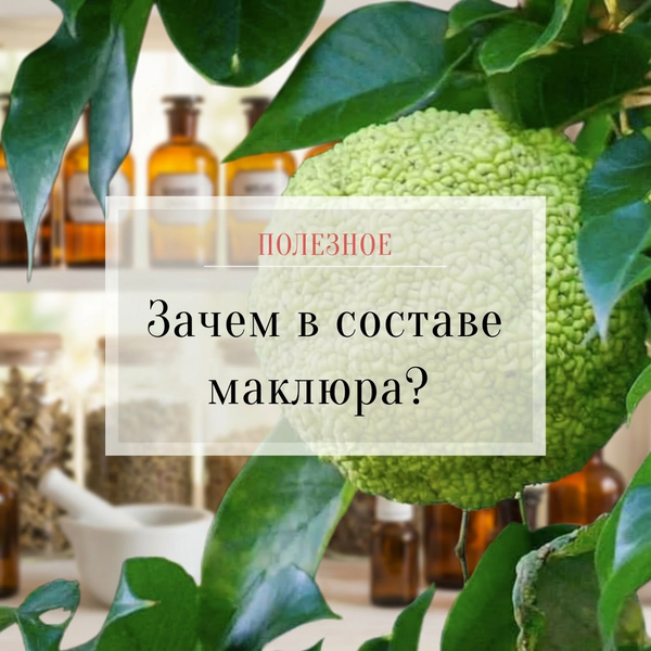 Зачем в составе маклюра?
