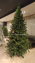 Большая елка «Рублевская» (пвх) 5,5 м