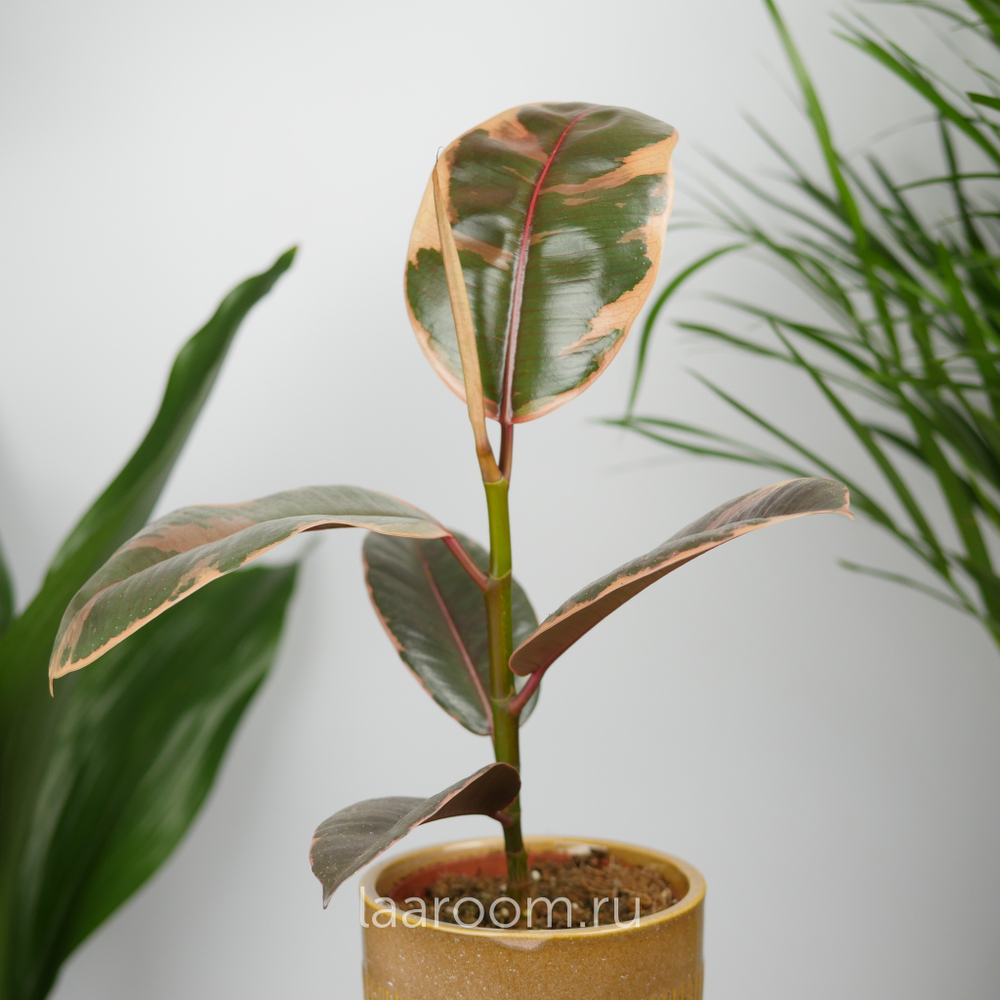 Фикус эластика Белиз 12/30