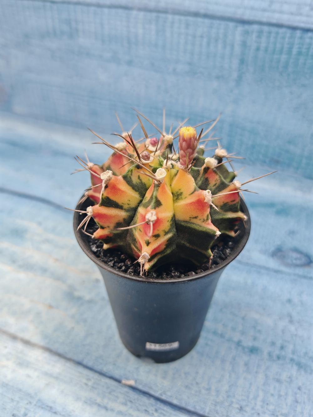 Gymnocalycium Variegata (Гимнокалициум Вариегатный)