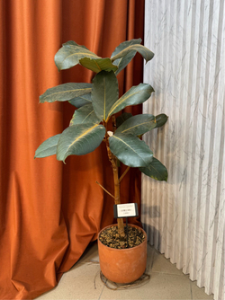 Фикус Вельвет, D18см Н80см, 1шт, Urban Jungle (7143)