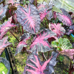 Колоказия REDEMPTION