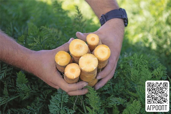 Мелло Йелло F1 семена моркови нантской (Bejo / Бейо) продукт в разрезе – фото 3