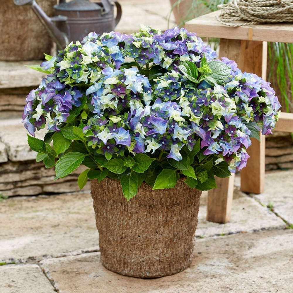 LADY MATA HARI Blue and Green (Леди Мата Хари)