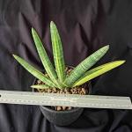 Сансевиерия BONCEL VAR