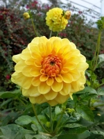 Георгин помпонный Голден Сцептер