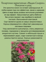 Пеларгония Мадам Солерон вариегатная