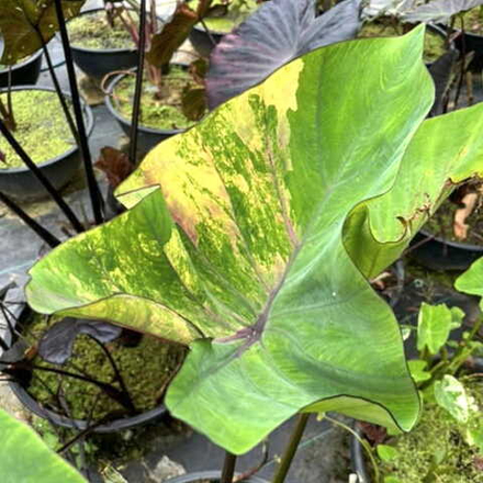 Колоказия VIOLET MUTATIONS CUP