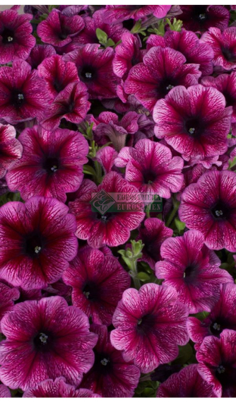 Петуния CELEBRITY PLUM ICE – фото 1