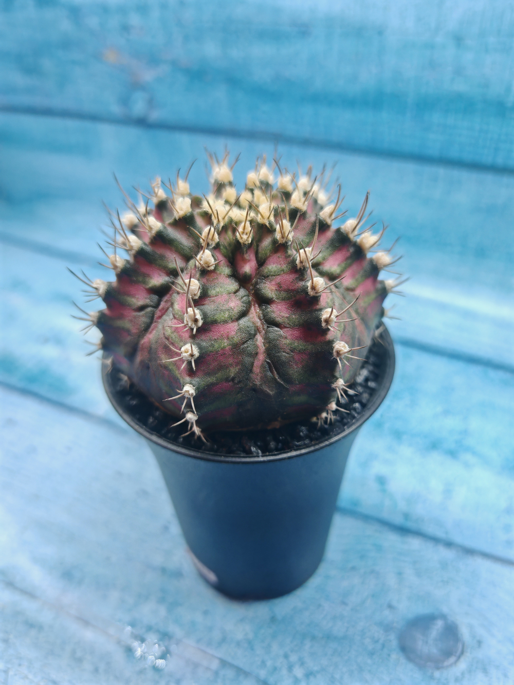 Gymnocalycium T-Rex Pink hybride (Гимнокалициум T-rex)