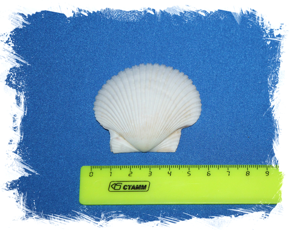 Морской гребешок Пуксидатус, Minnivola pyxidata