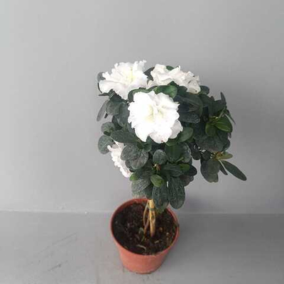 Азалия на стволе