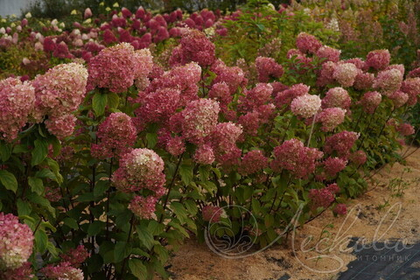 Гортензия метельчатая Краса Лесково
