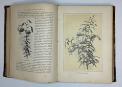 Гесдерфер М. Комнатное садоводство. СПб. Изд. Девриена, 1898г.