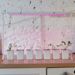 ULI-P28-11W-SPSB IP20 WHITE Светильник для растений светодиодный линейный. 570мм. выкл. на корпусе. Пластик. Спектр для рассады и цветения. TM ФитоЛето