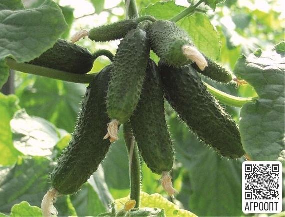 Амур F1 семена огурца партенокарпического (Bejo /ALEXAGRO) культура – фото 4