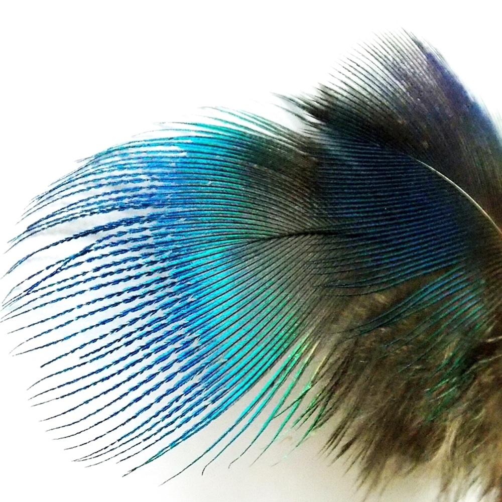 Голубые шейные перья павлина Peacock blue neck Natural (10 шт)