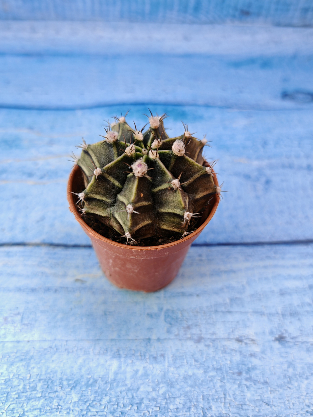 Gymnocalycium Friedrichii (Гимнокалициум)