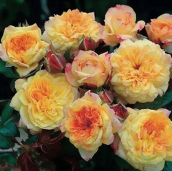 Роза Жорж Данжан Rosa Georges Denjean