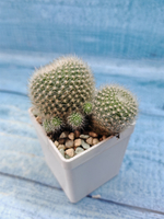 Rebutia Krainziana (Ребуция)