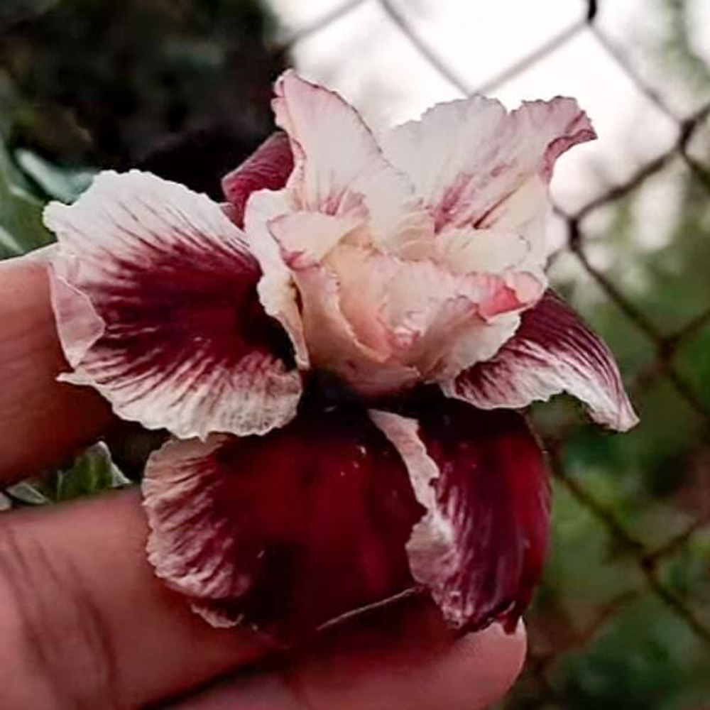 Адениум SARASWATI